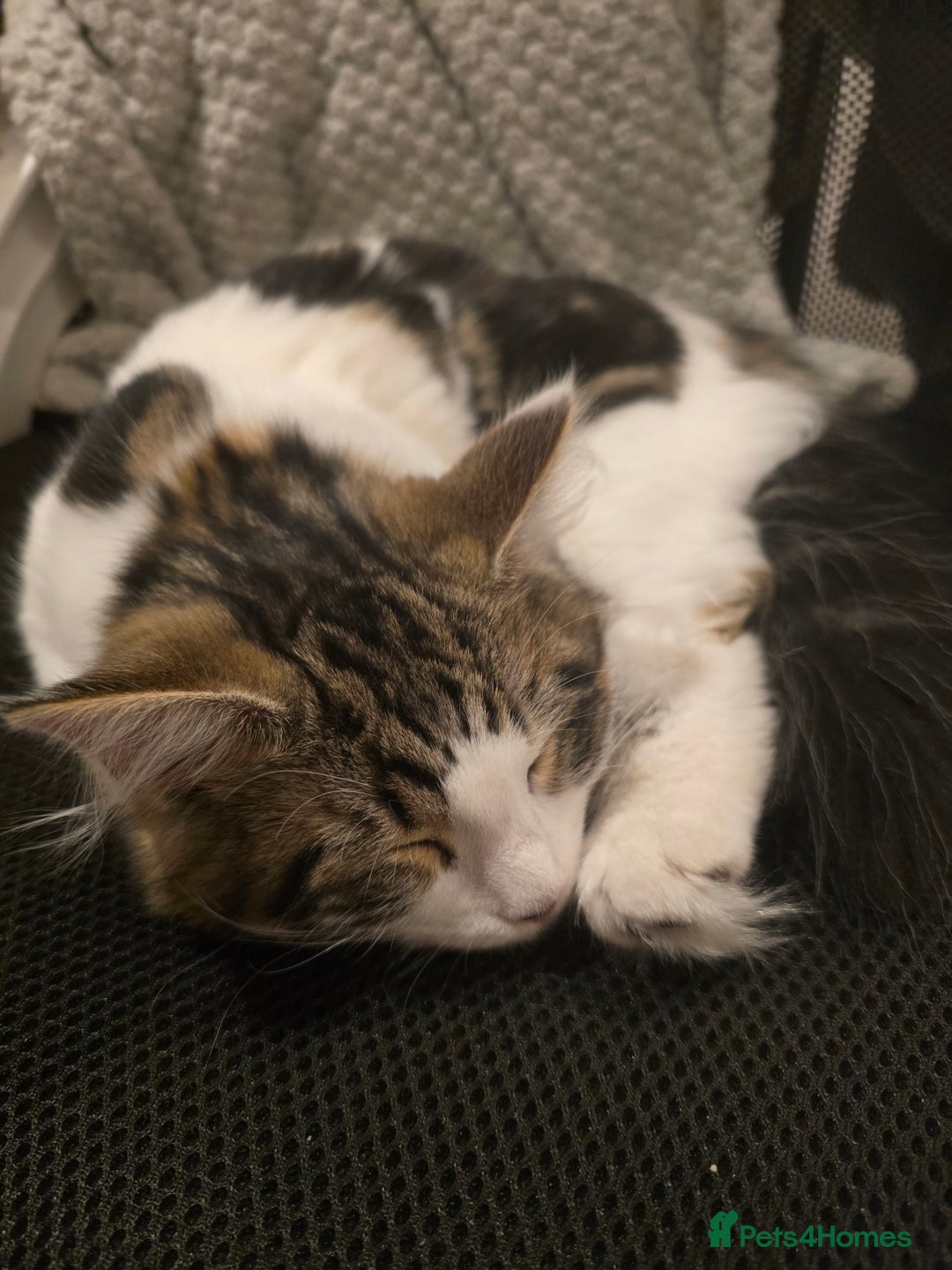 Mixed Breed cats for sale: Pair of bonded female kittens  - Advert 3