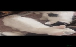 Mixed Breed cats for sale: Kitten for sale - Image 4