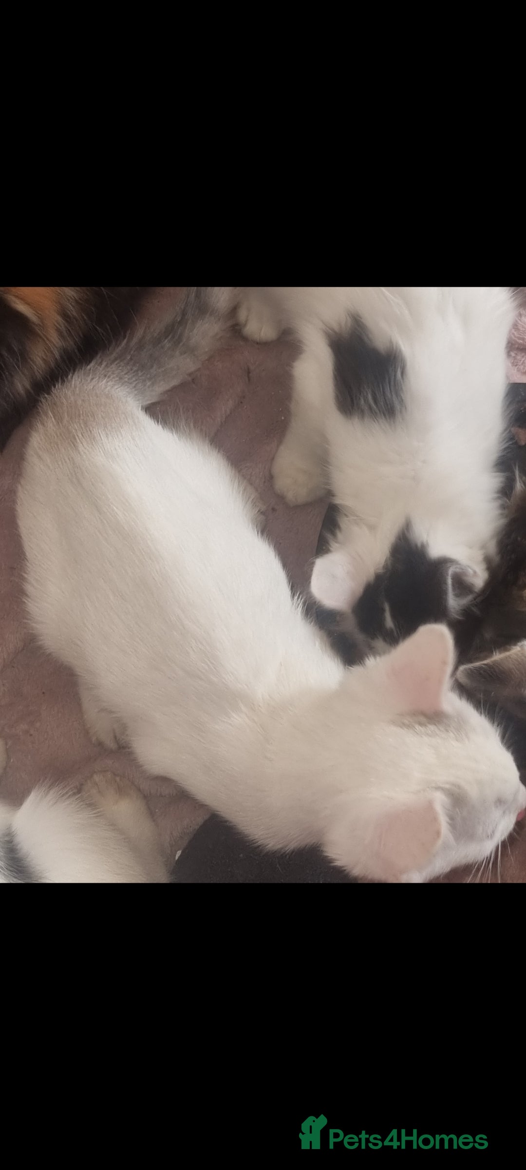 Mixed Breed cats for sale: Kitten for sale - Image 4