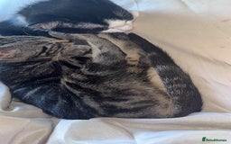 Domestic Shorthair cats for sale: Beautiful female kitten for sale - Image 2