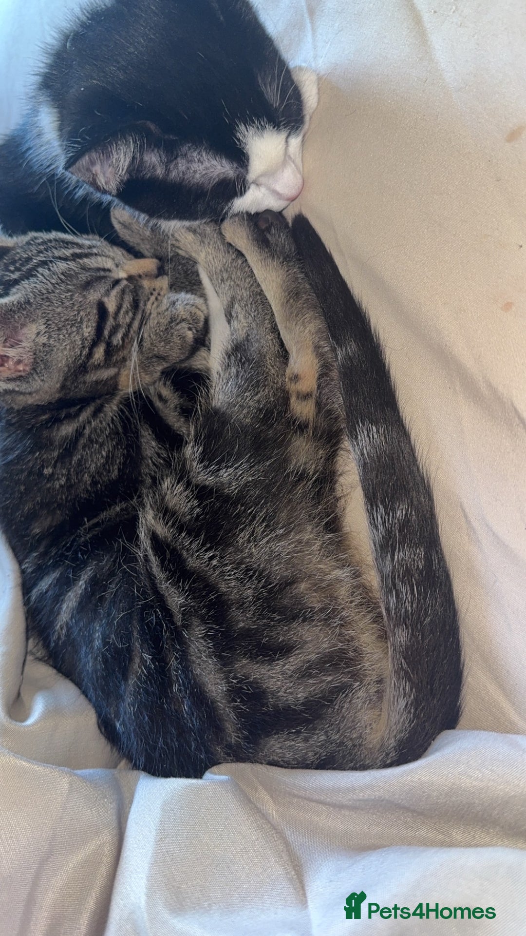 Domestic Shorthair cats for sale: Beautiful female kitten for sale - Image 2