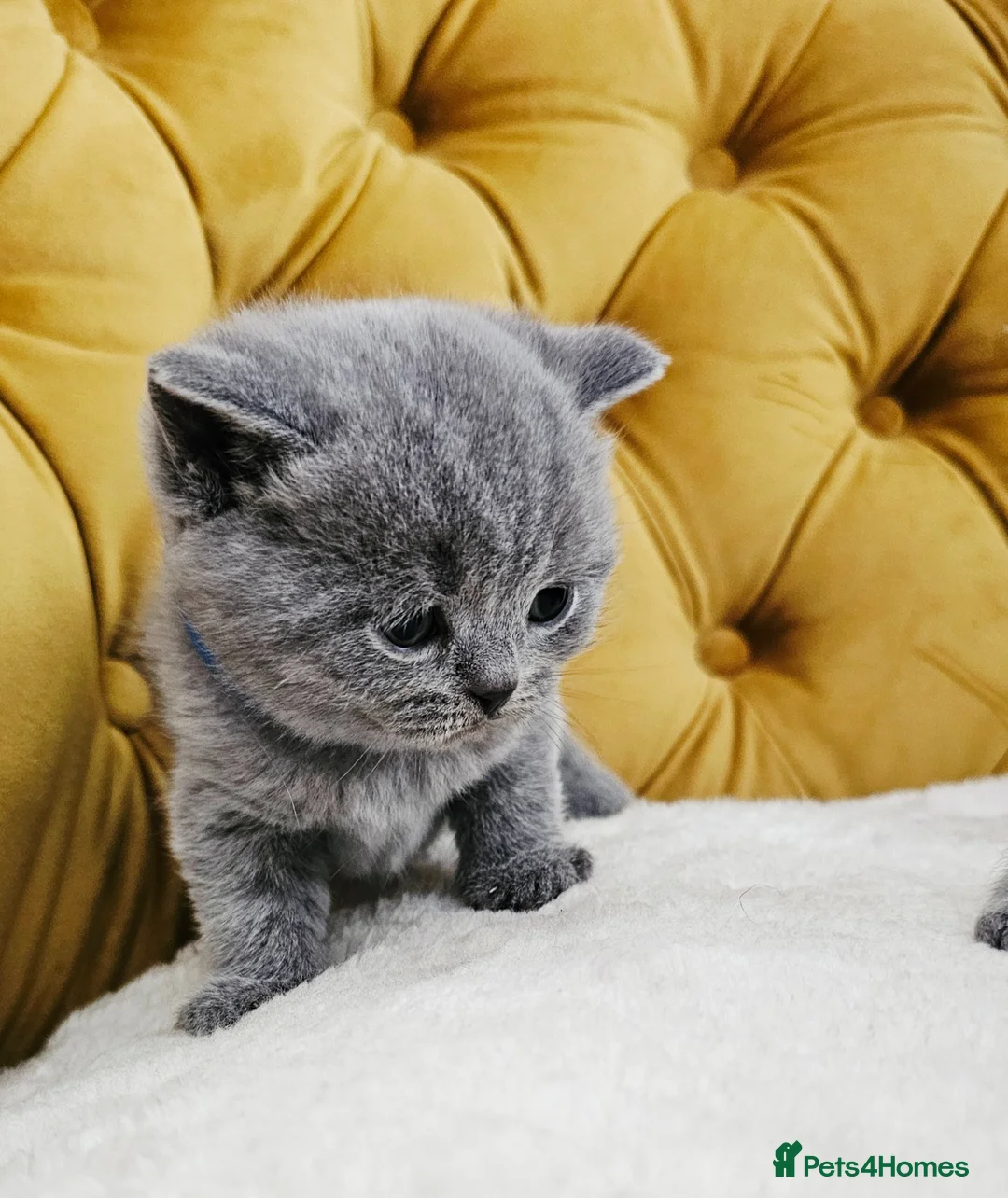 British Shorthair cats for sale: British shorthair blue kittens  - Advert 18