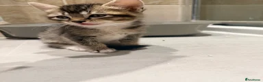 Scottish Fold 3