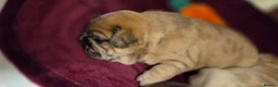 French Bulldog dogs for sale: Stunning French bull dog puppies lincolnshire - Advert 24