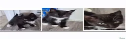 Mixed Breed cats for sale: Kittens ready for there forever homes now - Advert 5