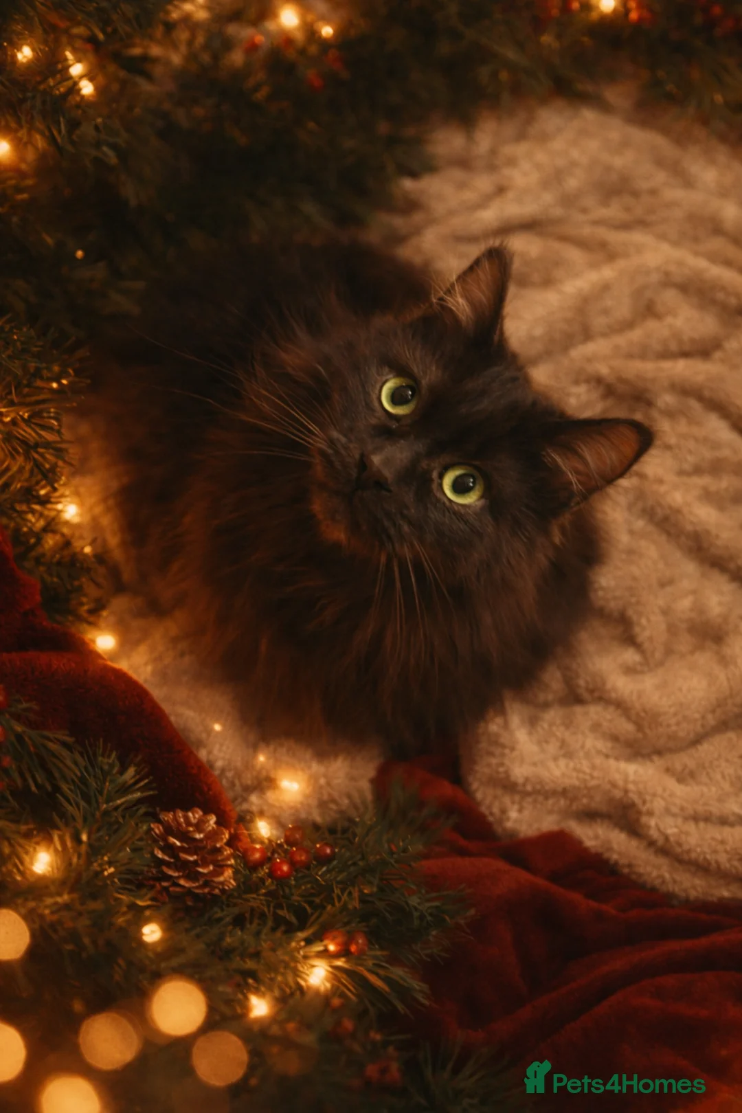 Maine Coon cats for sale: XXL Maine coon kittens  - Advert 12