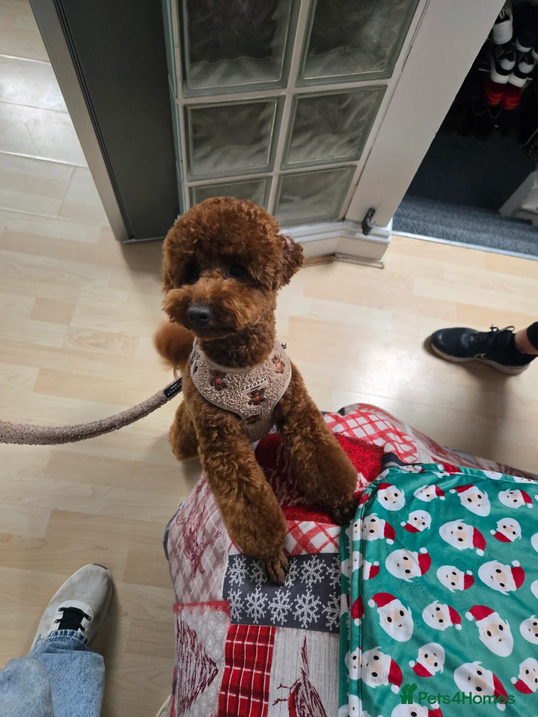 Toy Poodle dogs for stud: Toy poodle for STUD (dark red) - Advert 5