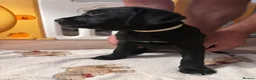 Goldador dogs for sale: Goldador with a dash of dalmation  - Advert 10