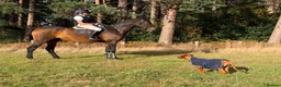 Rhodesian Ridgeback dogs for sale: KC RHODESIAN RIDGEBACK PUPPIE FOR SALE - Advert 2