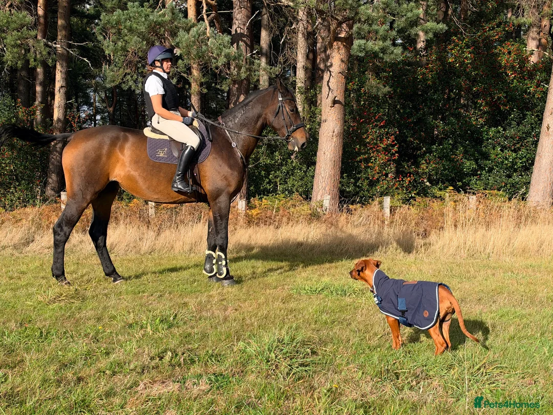 Rhodesian Ridgeback dogs for sale: KC RHODESIAN RIDGEBACK PUPPIE FOR SALE - Advert 2