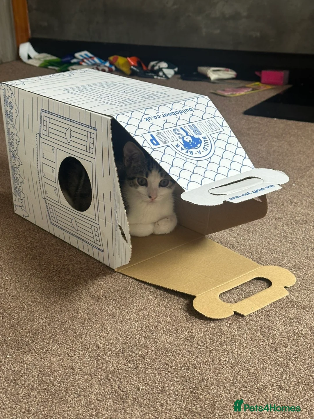 Mixed Breed cats for sale: Adorable Male & Female Kittens - Advert 2