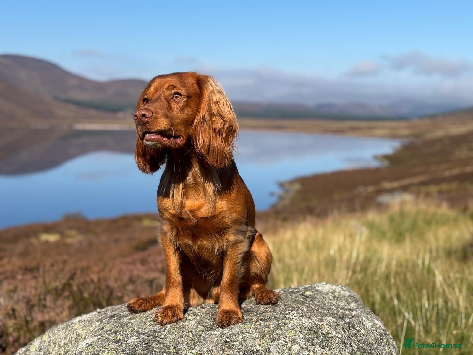 Cocker Spaniel dogs PROVEN KC RED COCKER SPANIEL 🧬⭐️ - Advert 1