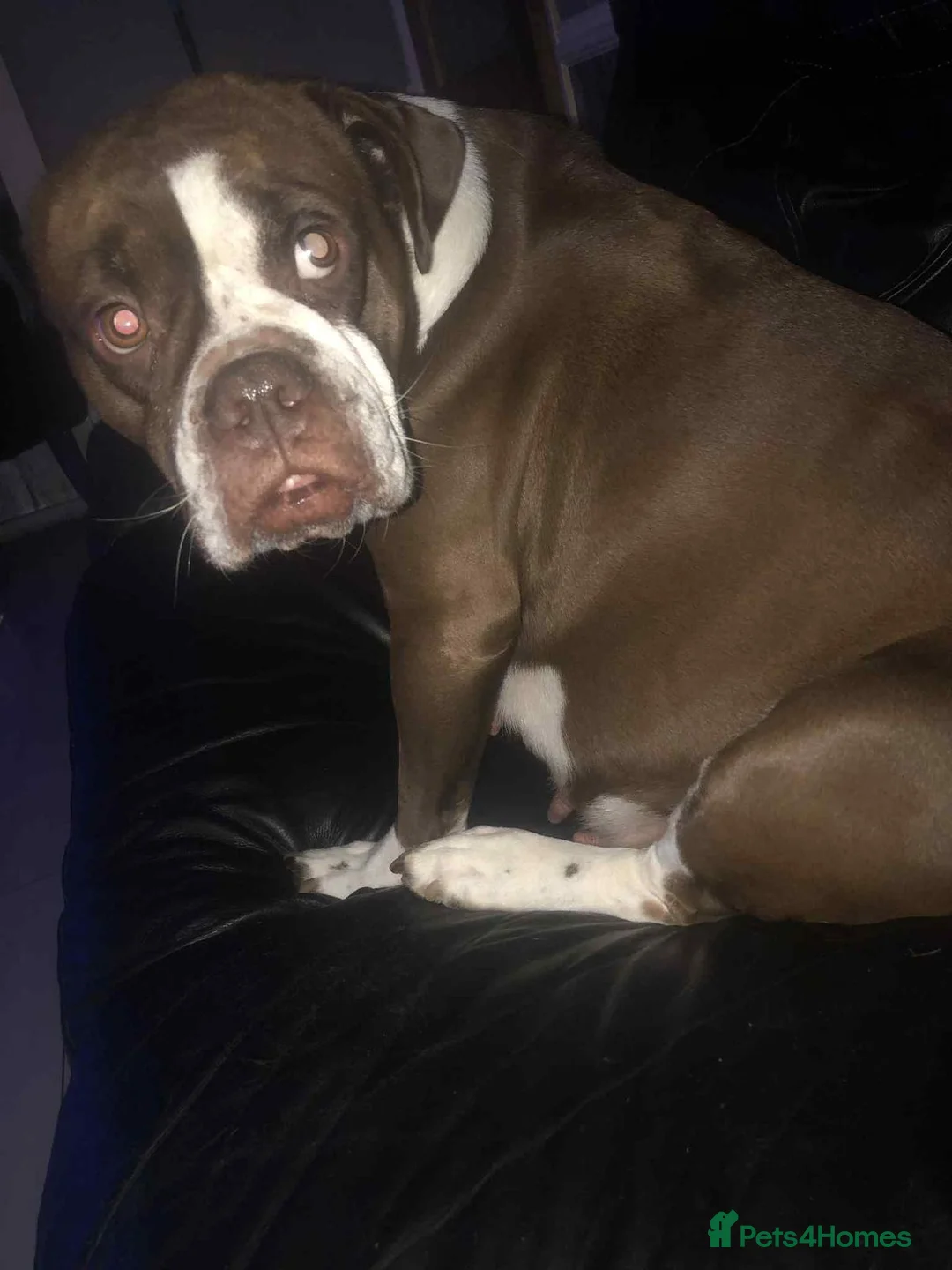 Mixed Breed dogs for sale: For sale my beautiful american bulldog cross - Advert 2