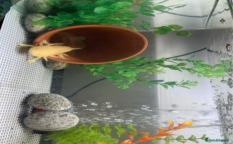 Axolotl reptiles - Advert 1
