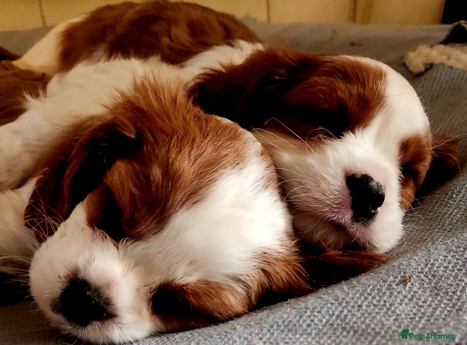 Cavalier King Charles Spaniel dogs Beautiful Blenheim Cavalier King Charles Spaniels! - Advert 3