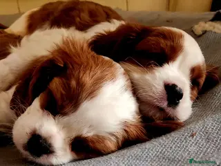 Cavalier King Charles Spaniel dogs Beautiful Blenheim Cavalier King Charles Spaniels! - Advert 3