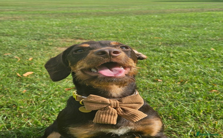 Mixed Breed dogs - Advert 1