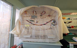 Budgerigars birds for sale: 2x male budgies - Image 5