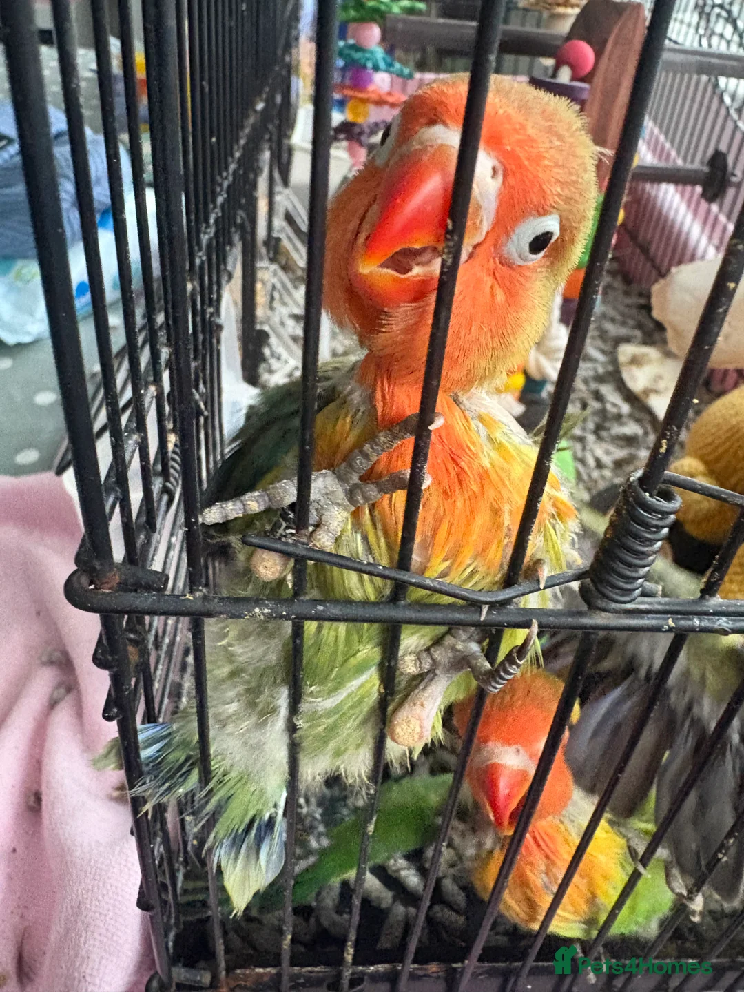 Lovebirds birds for sale: Tame Baby lovebirds  - Advert 3