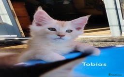 Maine Coon cats for sale: Home raised stunning Mainecoon boys. - Image 26