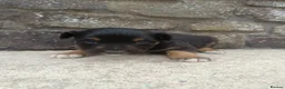 Mixed Breed dogs for sale: Kelpie X Collie Pups for Sale - Advert 2