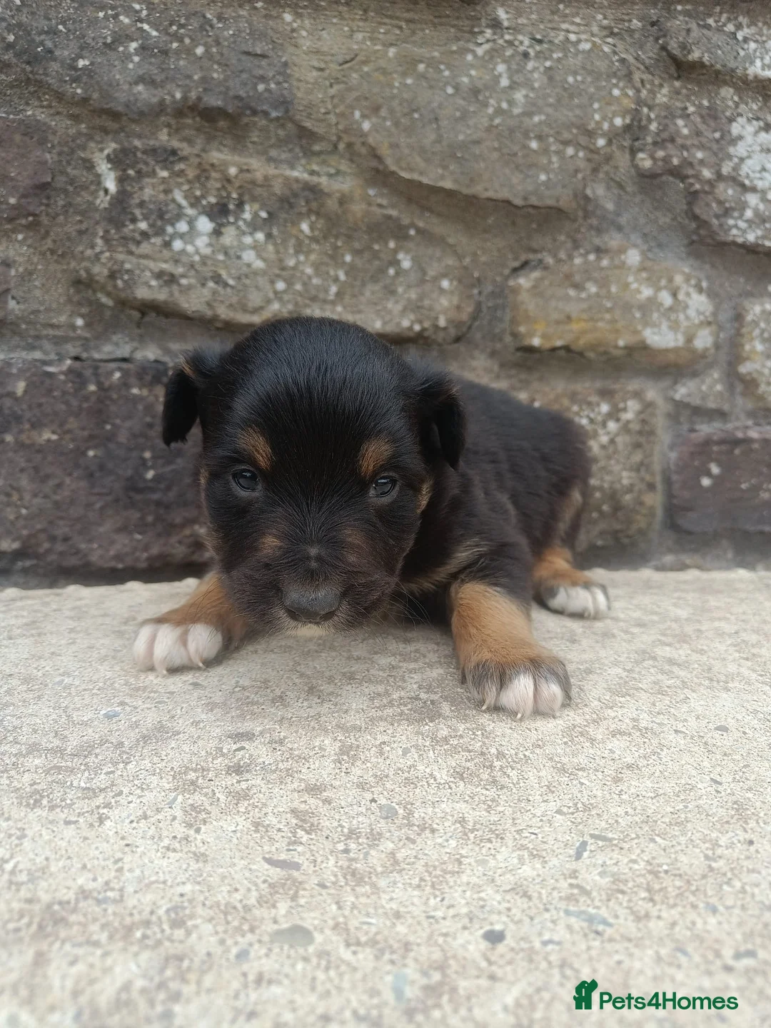 Mixed Breed dogs for sale: Kelpie X Collie Pups for Sale - Advert 2