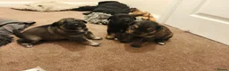 Shepsky dogs for sale: German shepherd/ husky cross 3 puppies  in Dereham - Advert 4