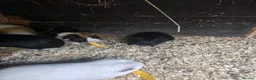 Guinea Pig rodents for sale: Male Guinea pigs - Advert 8