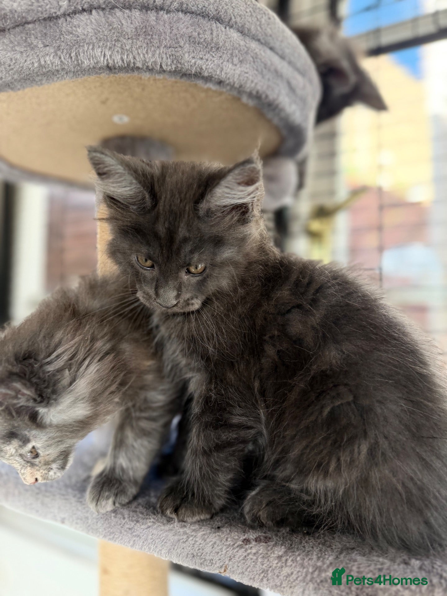 Maine Coon cats for sale: GCCF Registered Main Coone Kittens  - Advert 3