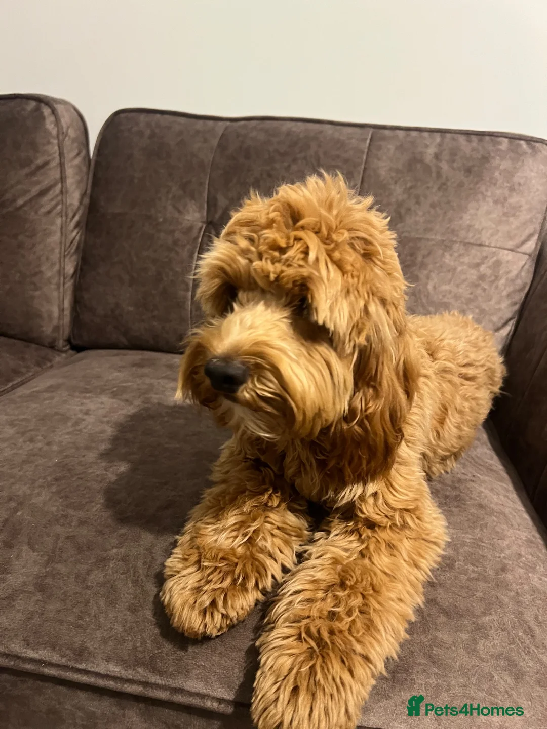 Cockapoo dogs for sale: Milo Cockerpoo Looking for His Forever Home ❤️ in Bilston - Advert 2