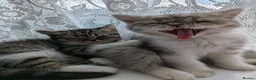 Exotic cats for sale: Beautiful exotic kittens - ready now  - Advert 13