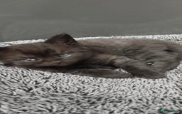 Mixed Breed cats for sale: 4 Adorable Kittens  - Image 5