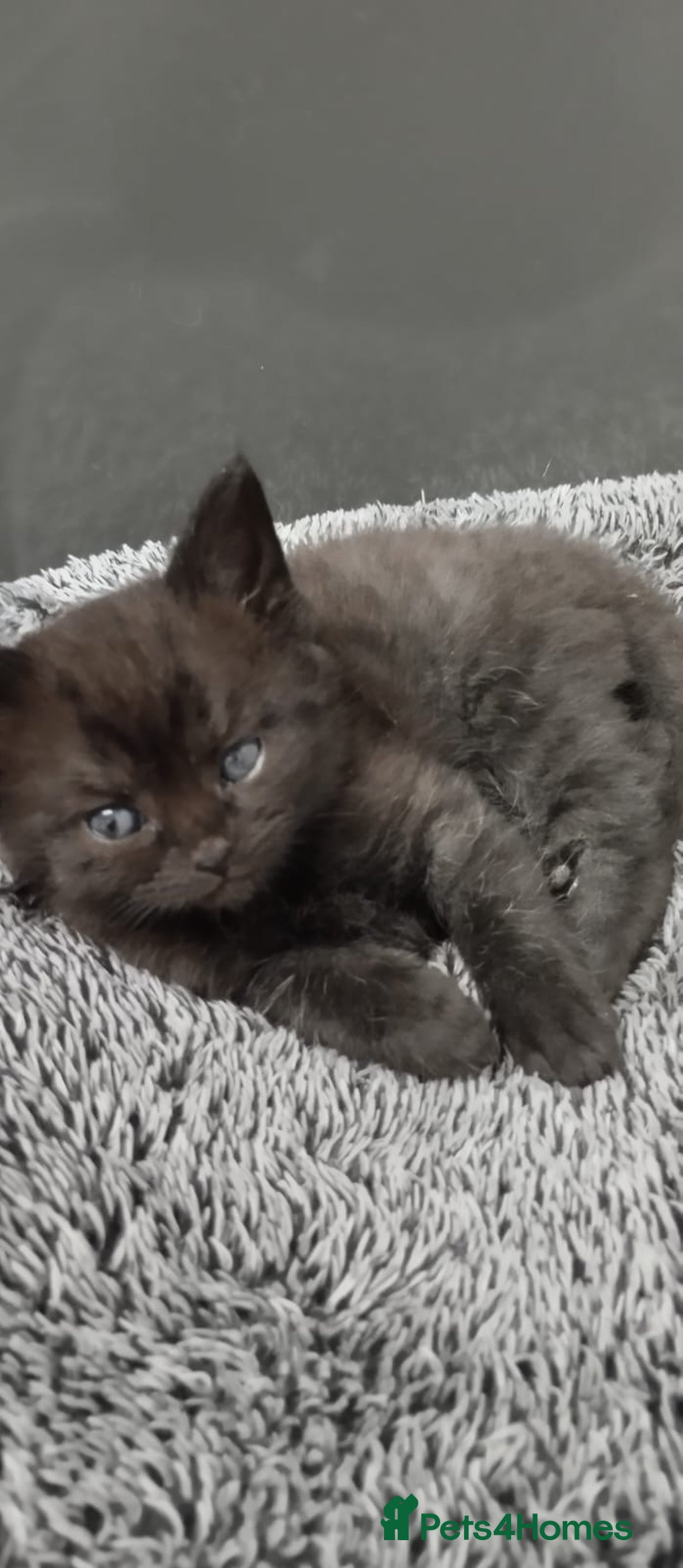 Mixed Breed cats for sale: 4 Adorable Kittens  - Image 5