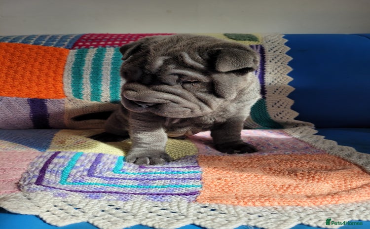 Shar Pei dogs - Advert 1