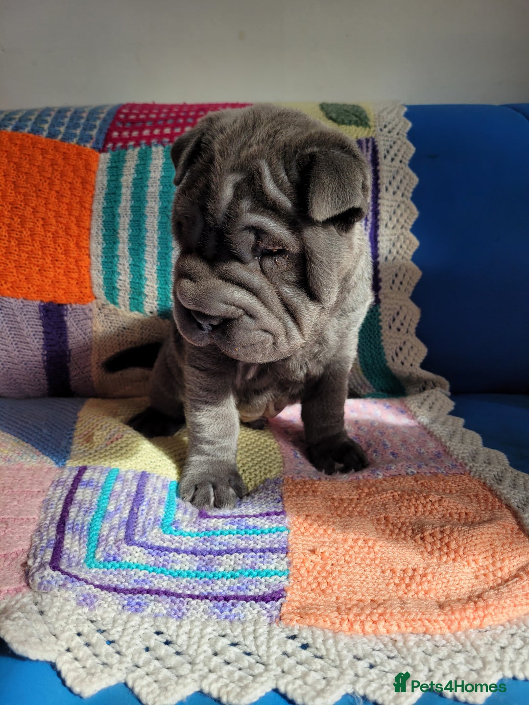 Shar Pei dogs for sale: Shar Pei Puppies - Ready 04/09/25 - Image 1