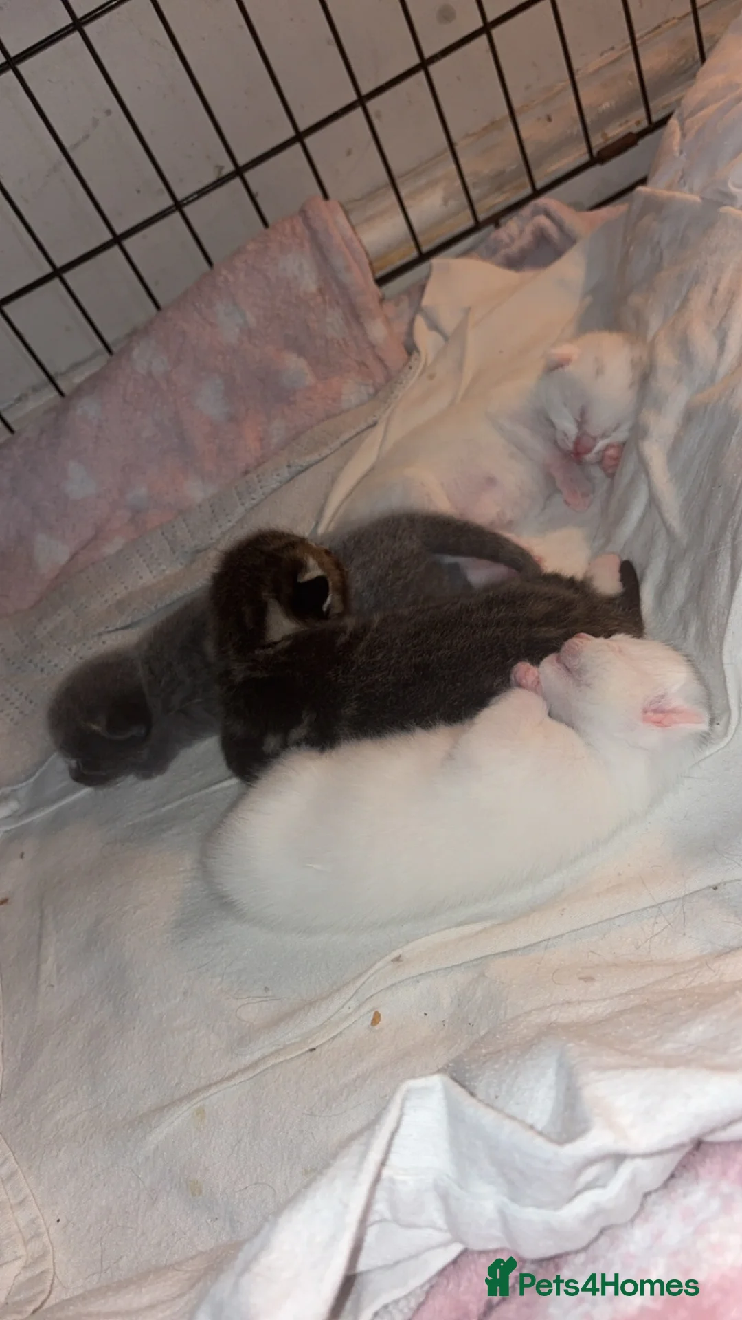 Domestic Shorthair cats for sale: Turkish angora/siamese X Torbie kittens  - Advert 2