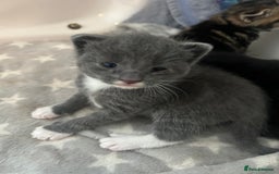 Mixed Breed cats for sale: 🥰 Beautiful kittens 🥰 - Image 14