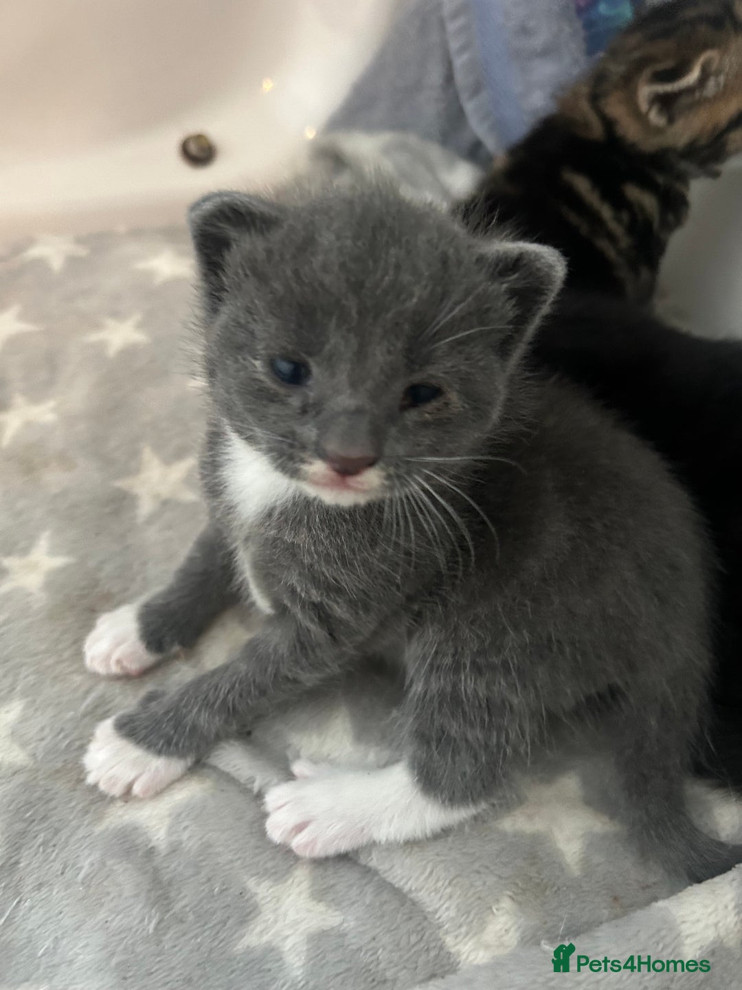 Mixed Breed cats for sale: 🥰 Beautiful kittens 🥰 - Image 14