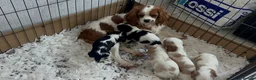 Cavalier King Charles Spaniel dogs for sale: Perfect Pure Cavalier King Charles Spaniel puppies - Advert 5