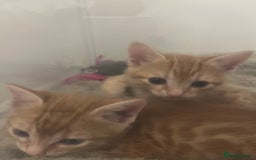 Bengal cats for sale: 🧡🖤Cinnamon & Smokey bengals🖤🧡 - Image 15