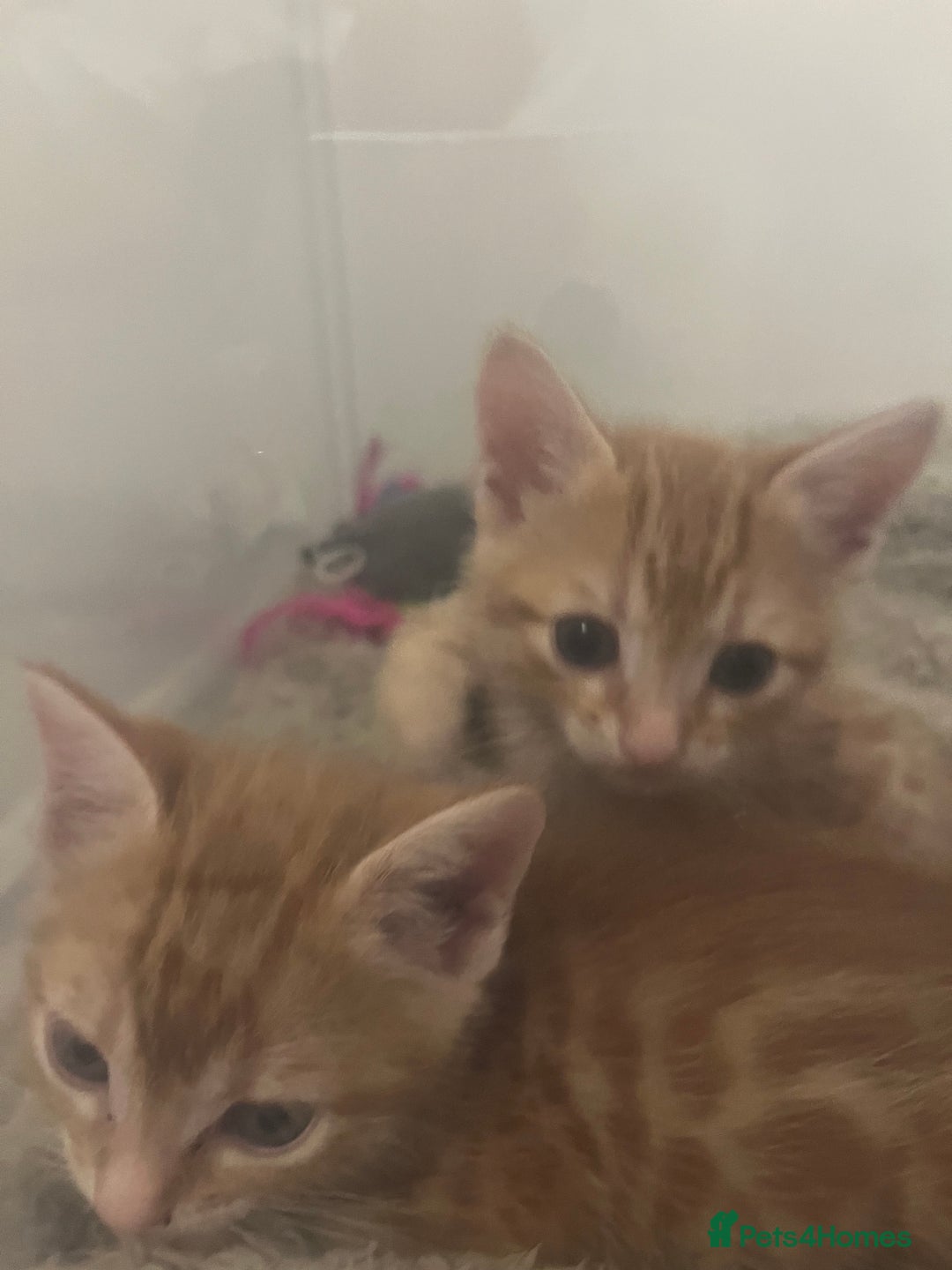 Bengal cats for sale: 🧡🖤Cinnamon & Smokey bengals🖤🧡 - Image 15