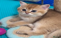 Scottish Fold cats for sale: 📣PEDIGREE SCOTTISH KITTEN(reg.)🐱  - Image 9