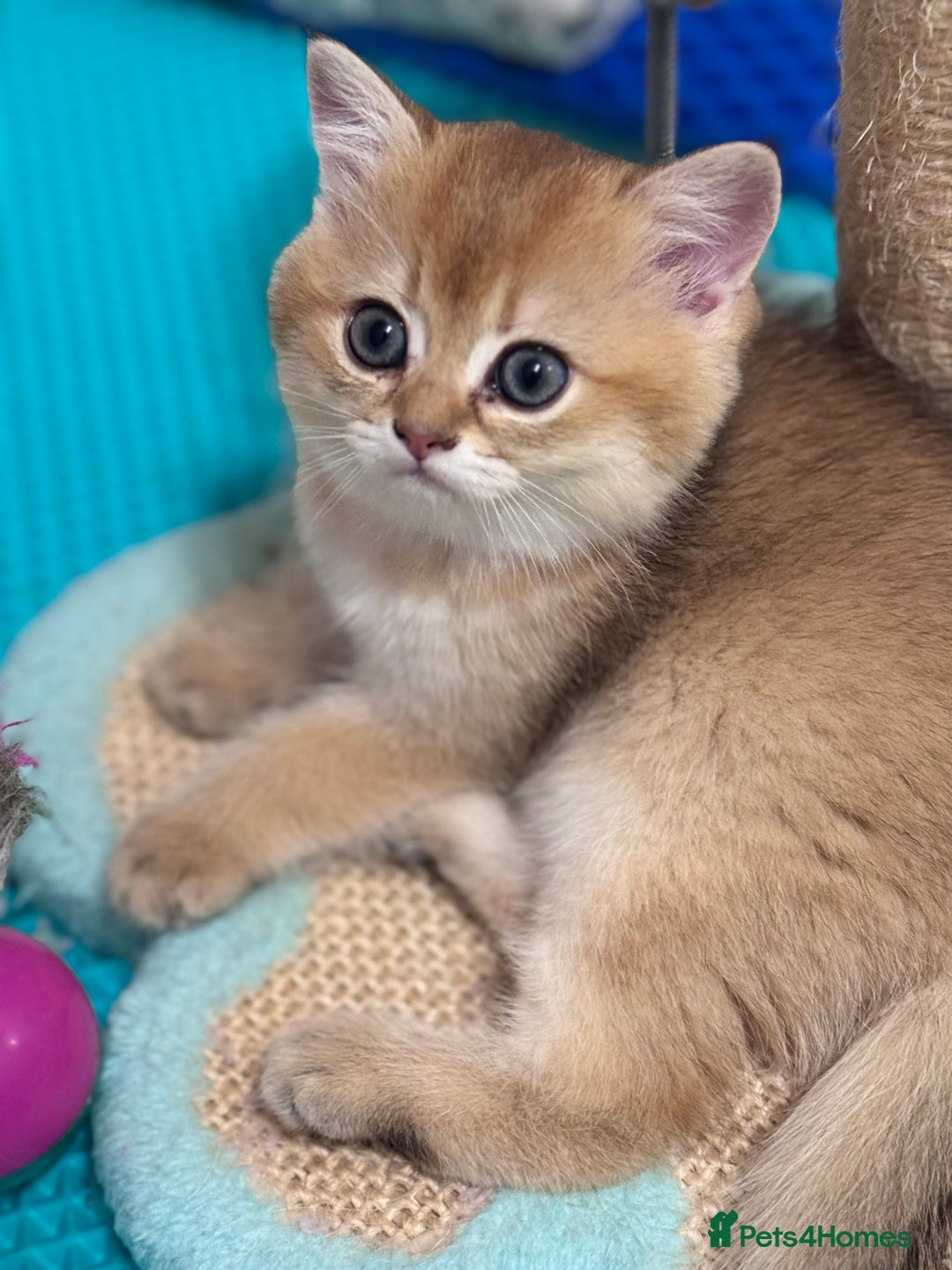 Scottish Fold cats for sale: 📣PEDIGREE SCOTTISH KITTEN(reg.)🐱  - Image 9