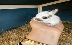 Harlequin rabbits for sale: Harlequin Baby rabbits for sale   - Image 15