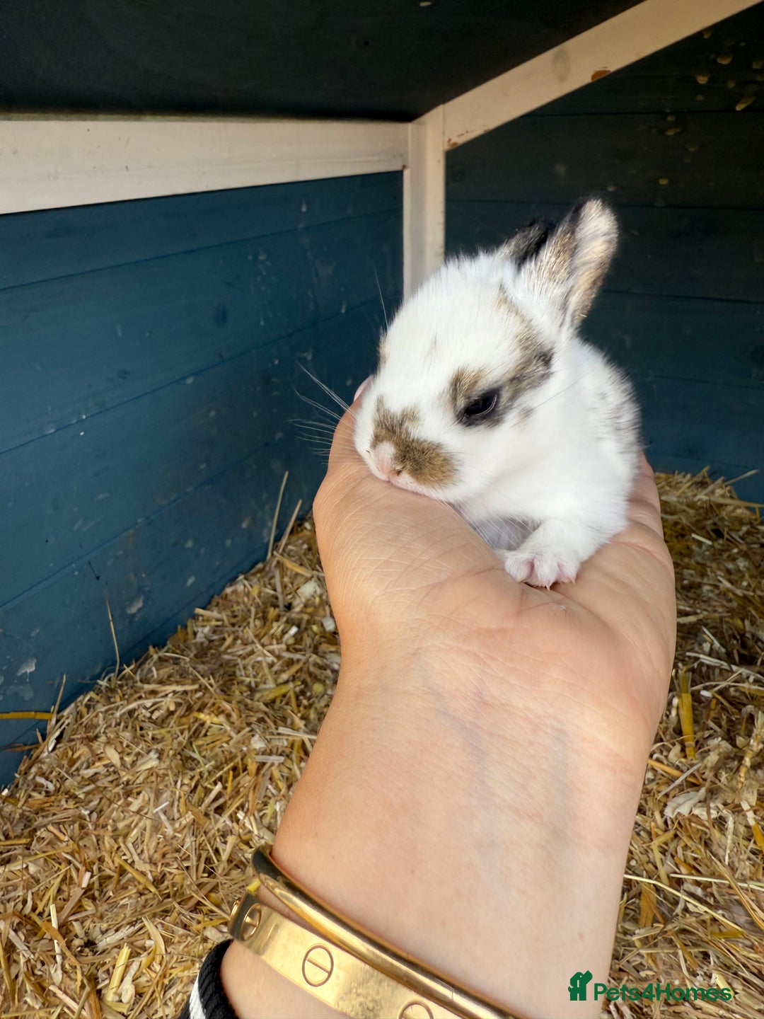 Harlequin rabbits for sale: Harlequin Baby rabbits for sale   - Image 15