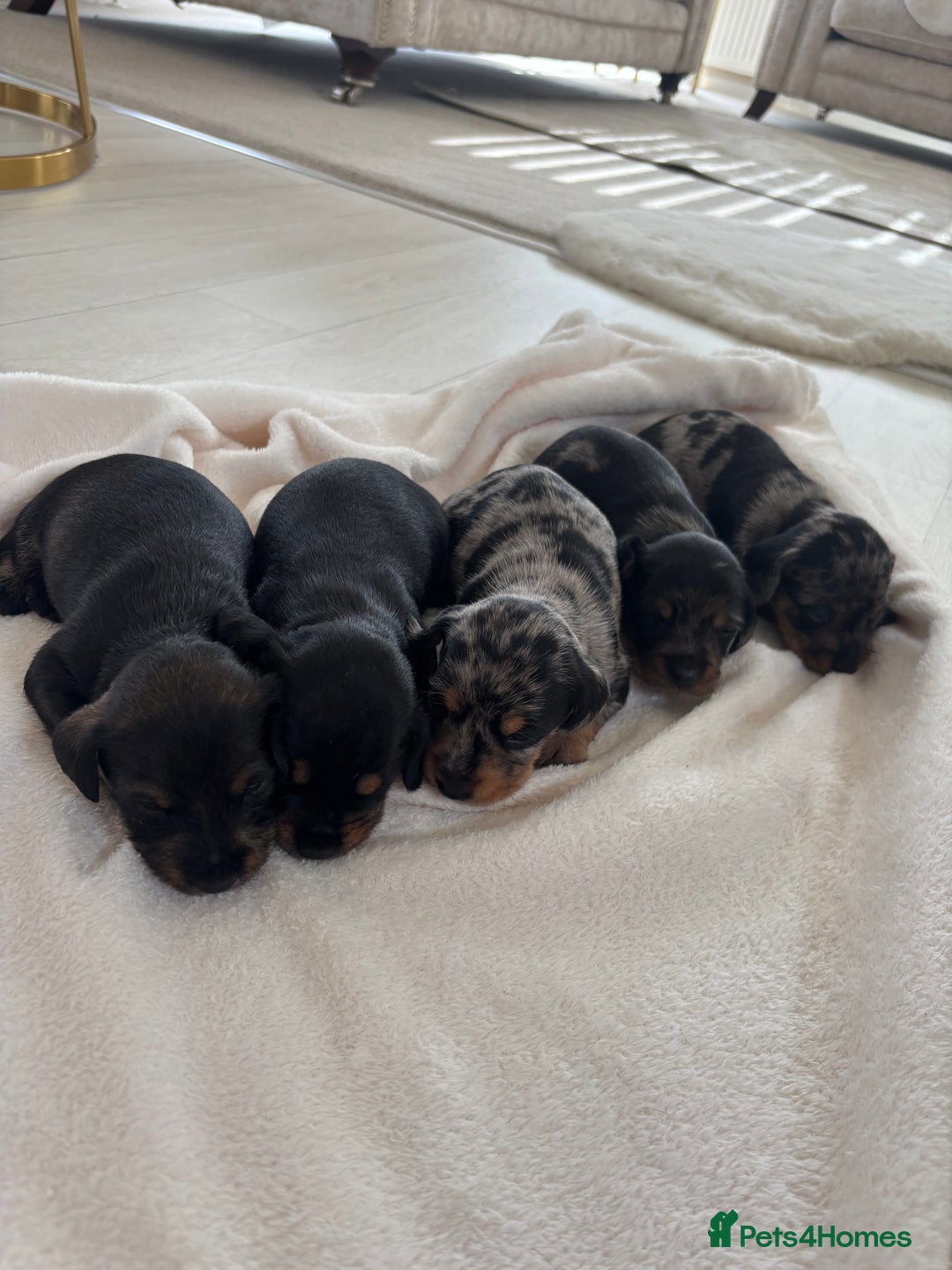 Mixed Breed dogs for sale: 5 Adorable miniature dapple schnoxie puppies - Image 9