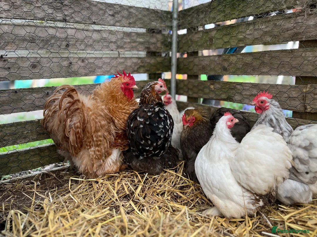 Chickens poultry for sale: Pekin bantams, chicks, growers, hens, hatching egg - Advert 6
