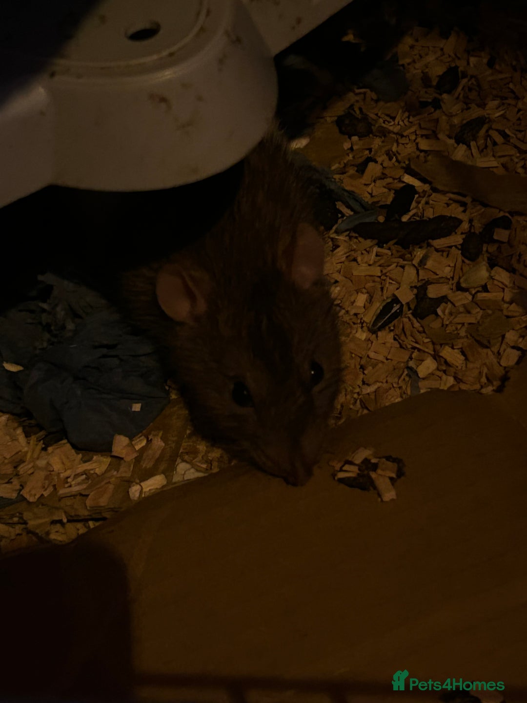 Rat rodents for sale: 5 x Friendly Male Rats - Advert 2