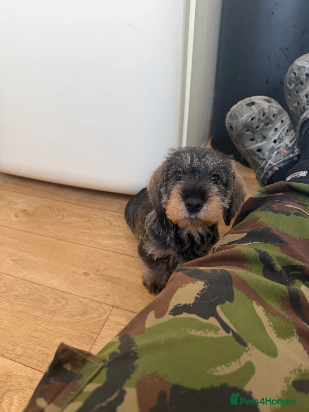 Dachshund dogs for sale: Stunning teckel girl pup  - Advert 5