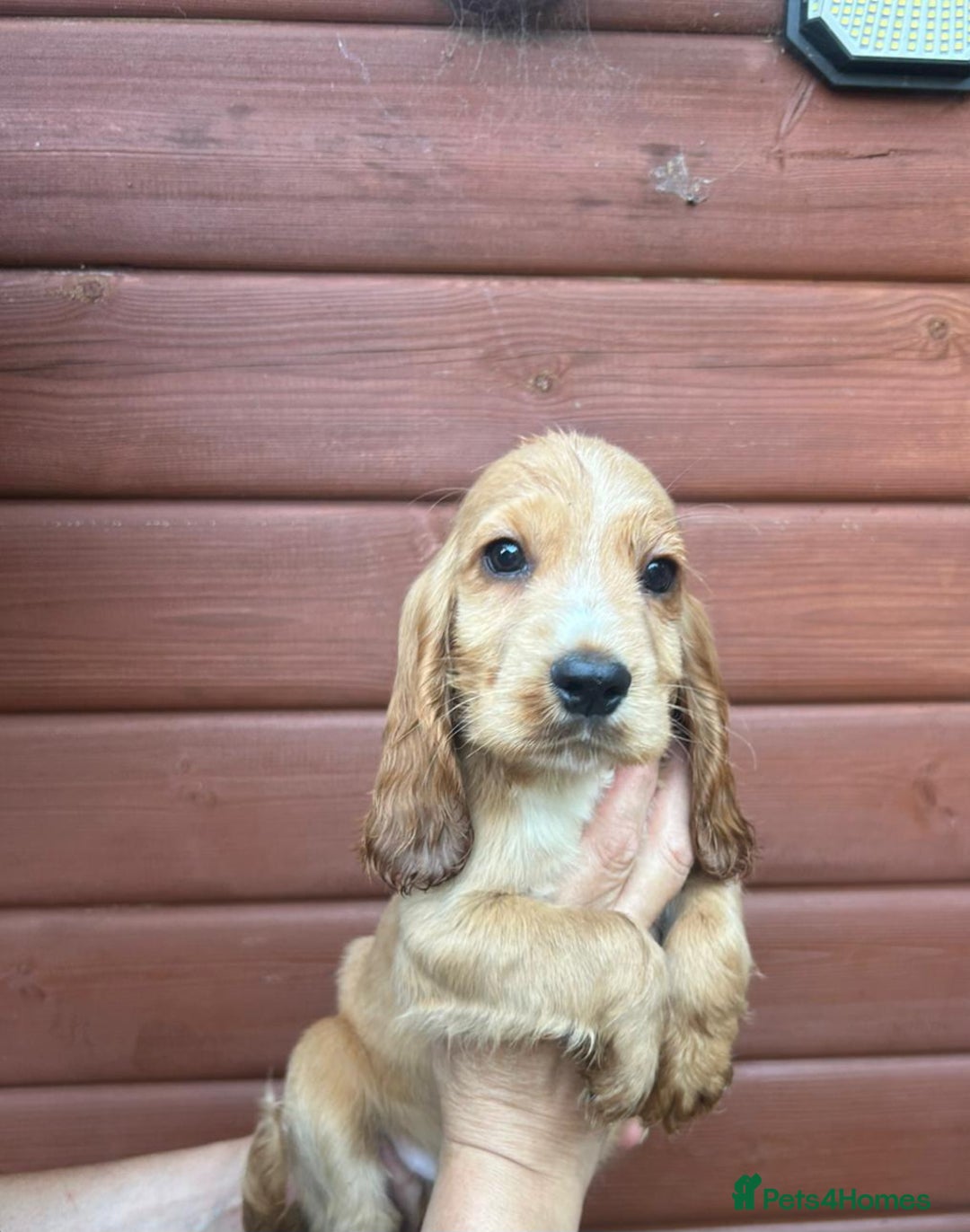 Cocker Spaniel dogs for sale: Show type Cocker Spaniels Fully vaccinated  - Image 6